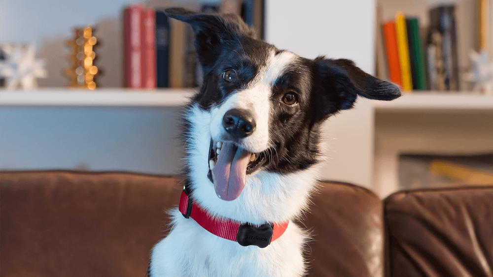 Ultimate 2026 Smart Pet Tracker Teardown: GPS, Biometrics & Battery Analytics FitBark GPS 3 Smart Dog Tracker (Next-Gen 2025)